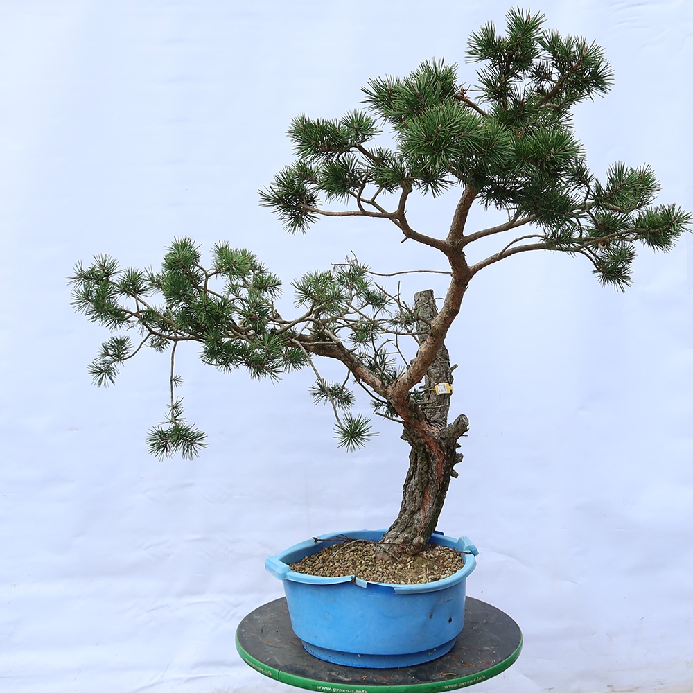 Pinus sylvestris Spanien – Waldkiefer