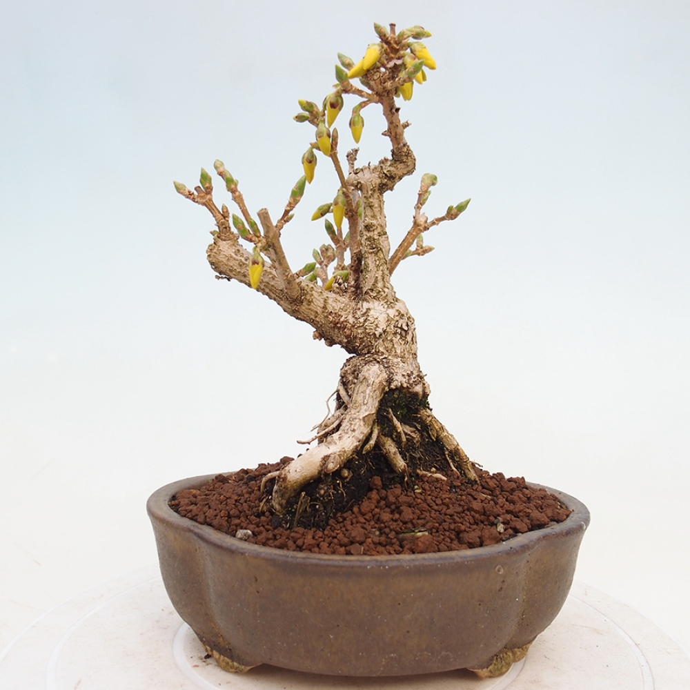 Bonsai im Freien - Forsythie - Forsythia intermedia 