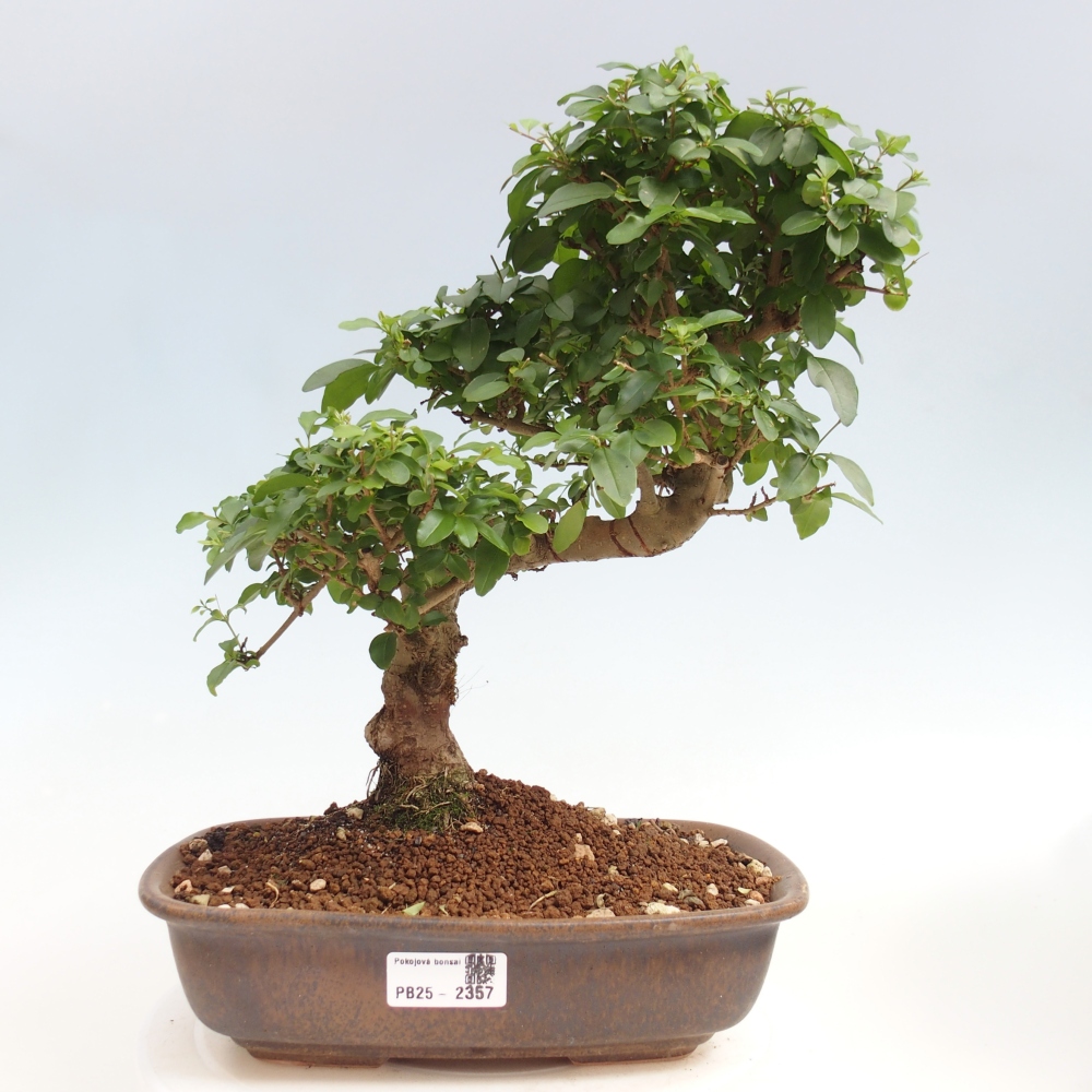 Zimmerbonsai -Ligustrum chinensis - Liguster
