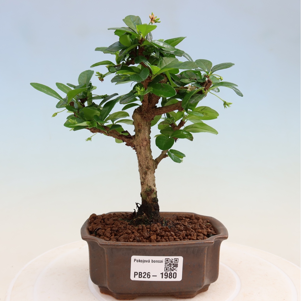 Zimmer-Bonsai - Carmona macrophylla - Tee-Fuki