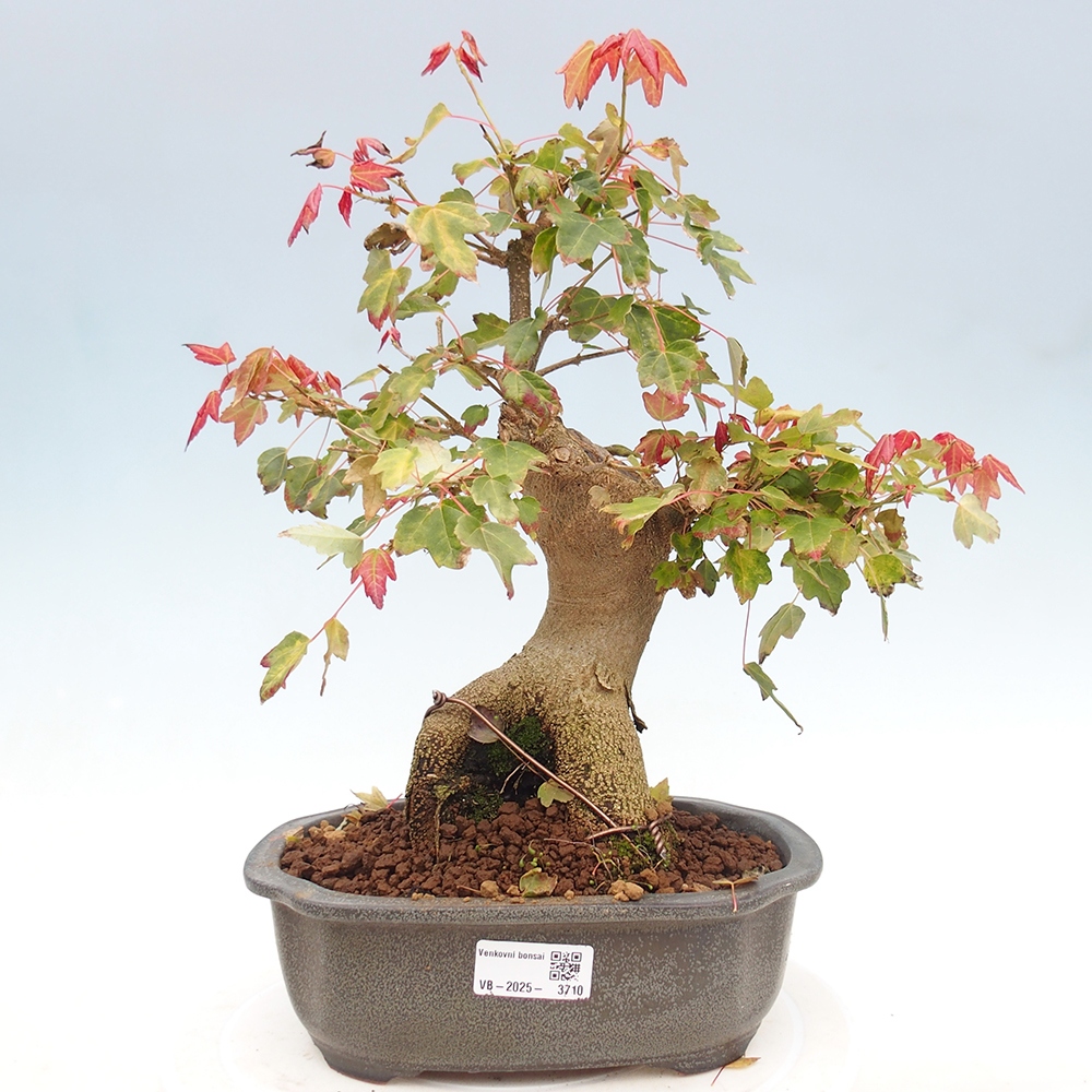 Bonsai im Freien - Ahorn Buergerianum - Burger Maple