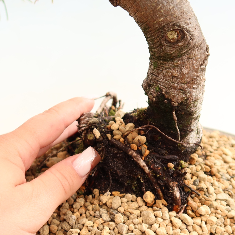 Bonsai für den Außenbereich – Pinus mugo Humpy – Zwergkiefer