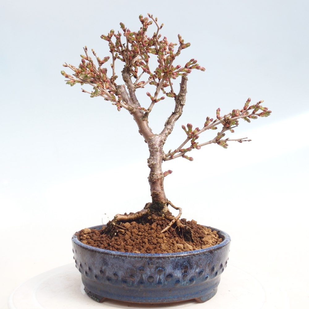 Bonsai für draußen - Prunus incisa Kojou-no mai-Plivon ausgeschnitten