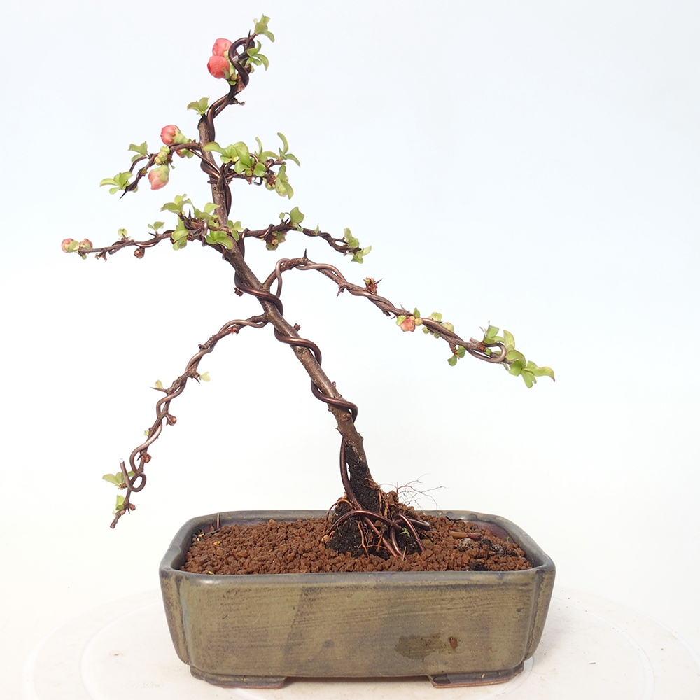 Bonsai für draußen - Chaneomeles s. Red Joy - Quitte