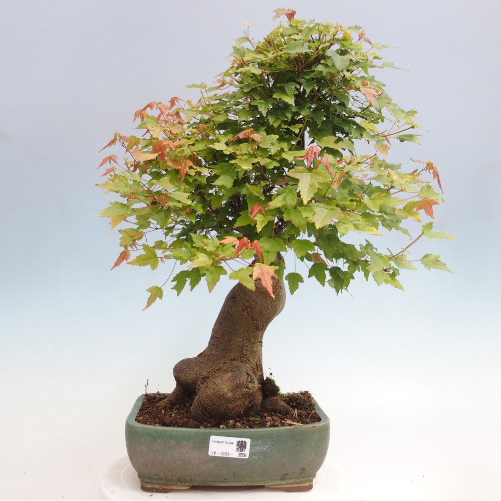 Bonsai im Freien - Ahorn Buergerianum - Burger Maple