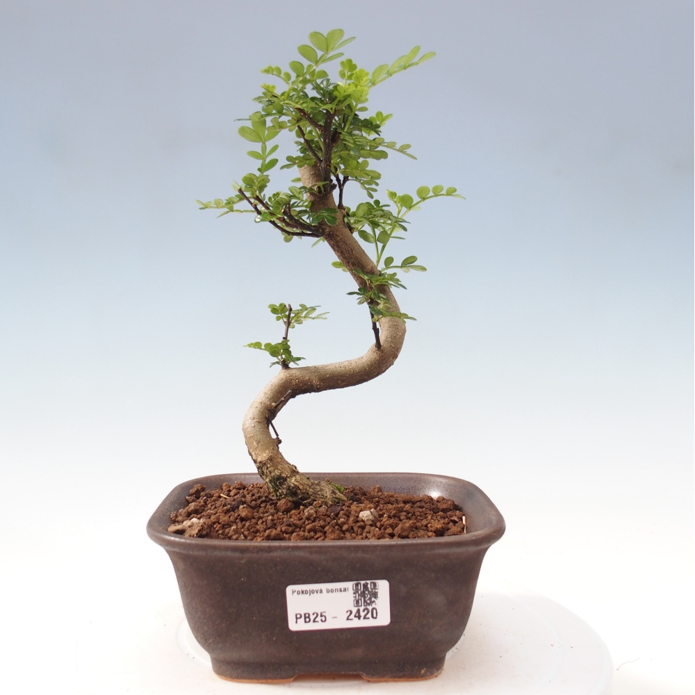 Zimmerbonsai - Zantoxylum piperitum - Pfefferminze