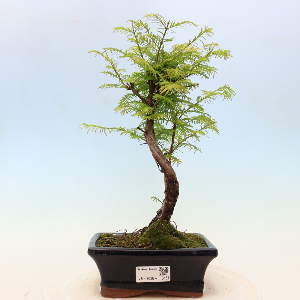 Bonsai für draußen - Metasequoia glyptostroboides - Chinesische Metasequoia