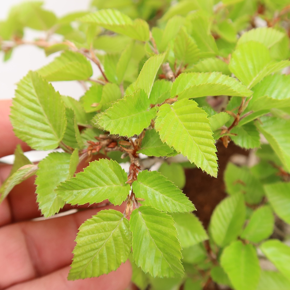 Bonsai im Freien - Carpinus Coreana - Koreanische Hainbuche