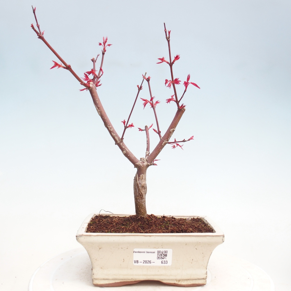 Bonsai im Freien - Acer palmatum DESHOJO