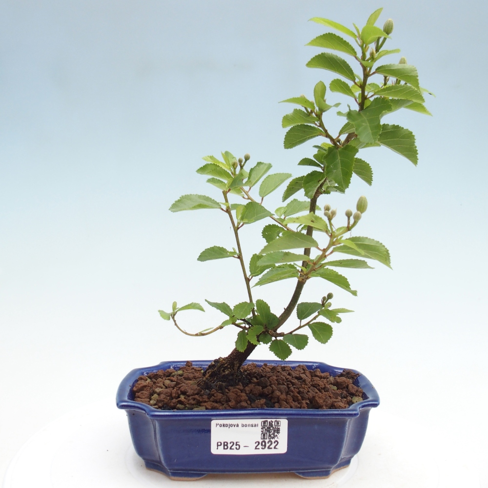 Zimmerbonsai - Grewia occidentalis - Lavendelstern