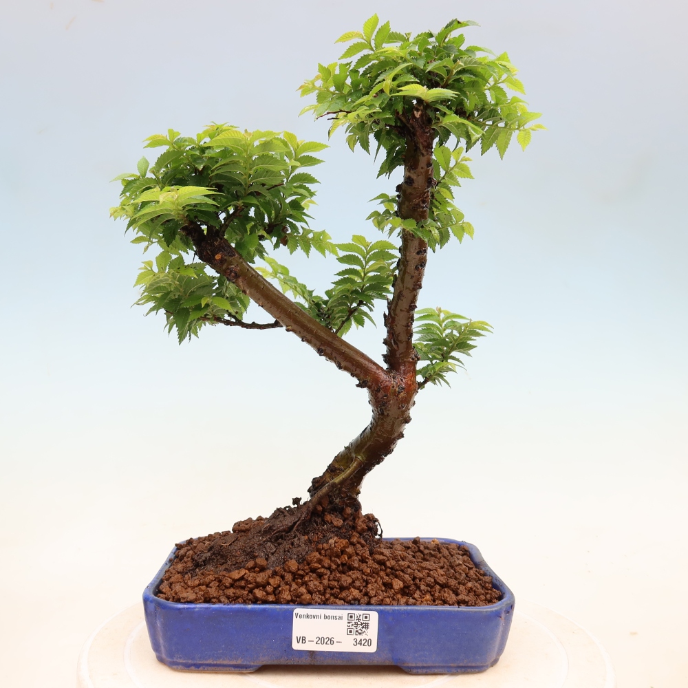 Bonsai für den Außenbereich – Ulmus Jacqueline Hillier – Prächtige Ulme