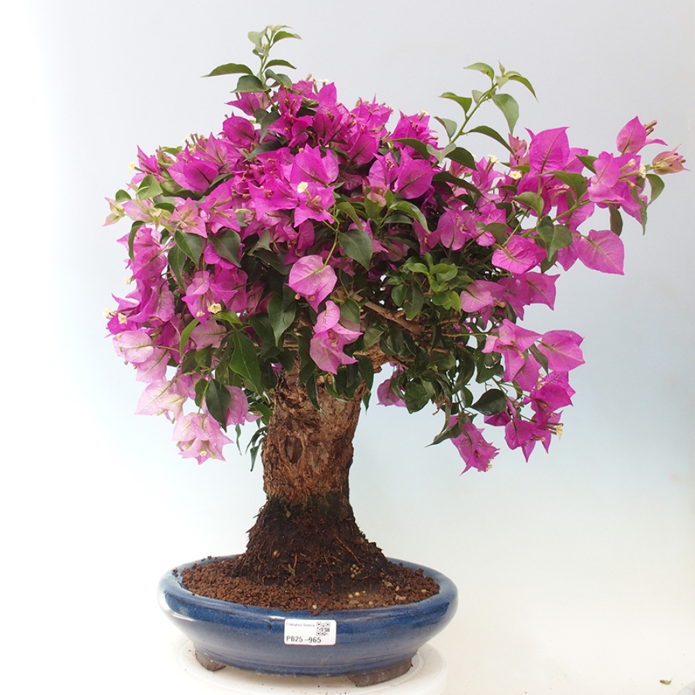 Indoor Bonsai - Bouganwilea