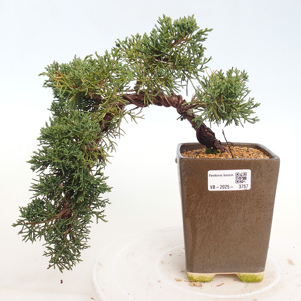 Bonsai für draußen - Juniperus chinensis Kishu