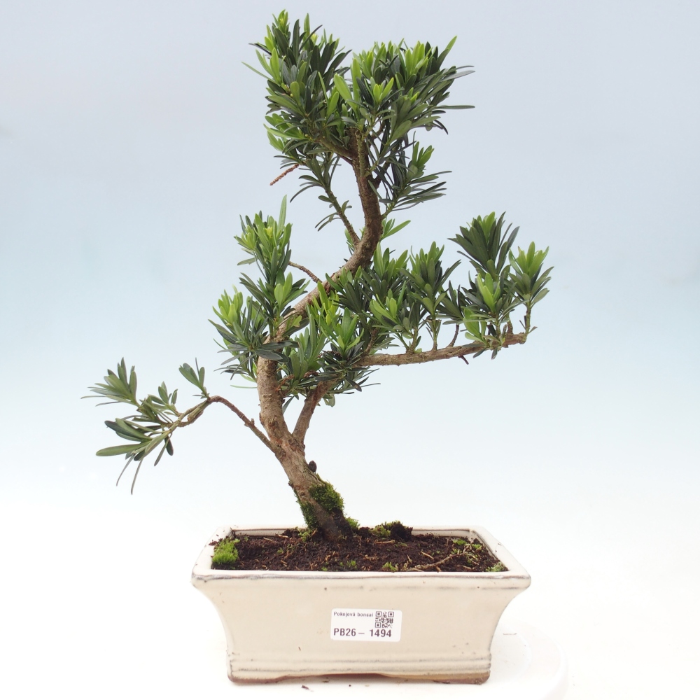 Zimmerbonsai - Podocarpus - Stein-Eibe