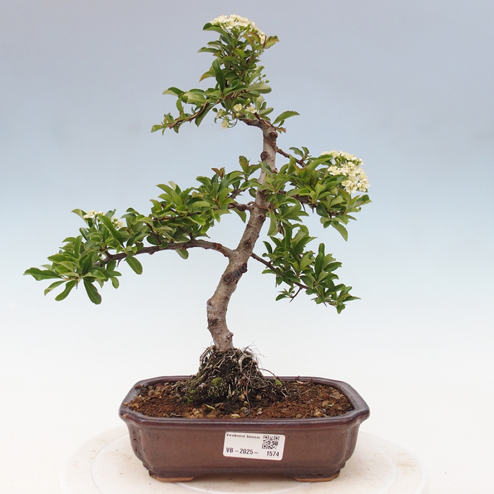 Outdoor Bonsai-Pyracanta Teton -Bäckerei
