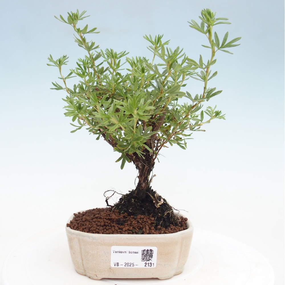 Outdoor-Bonsai-Fingerkraut - Potentila fruticosa gelber Vogel