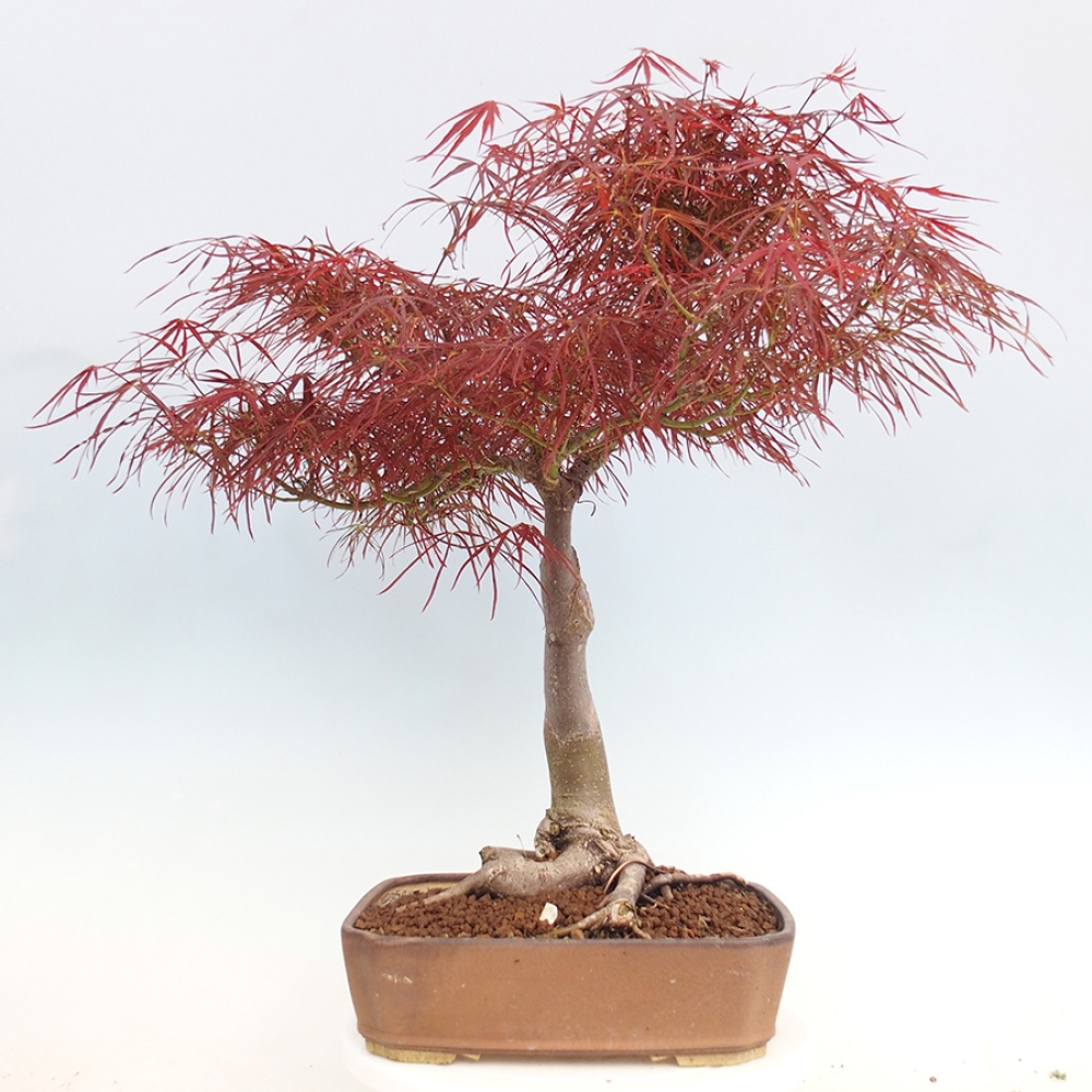 Bonsai im Freien - Acer palmatum RED PYGMY