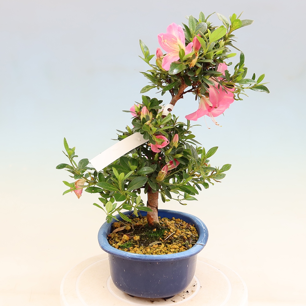 Bonsai für draußen - Japanische Azalee - Azalee Santoka
