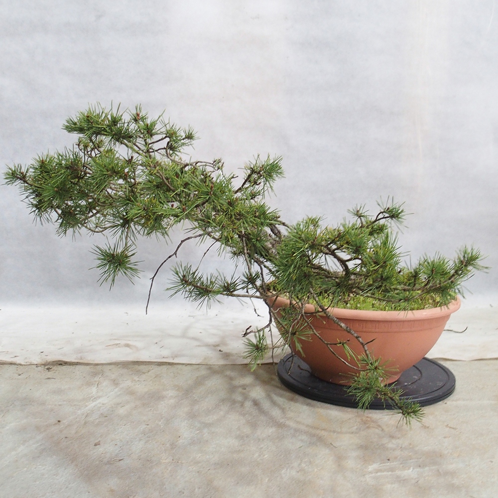 Yamadori - Pinus sylvestris 