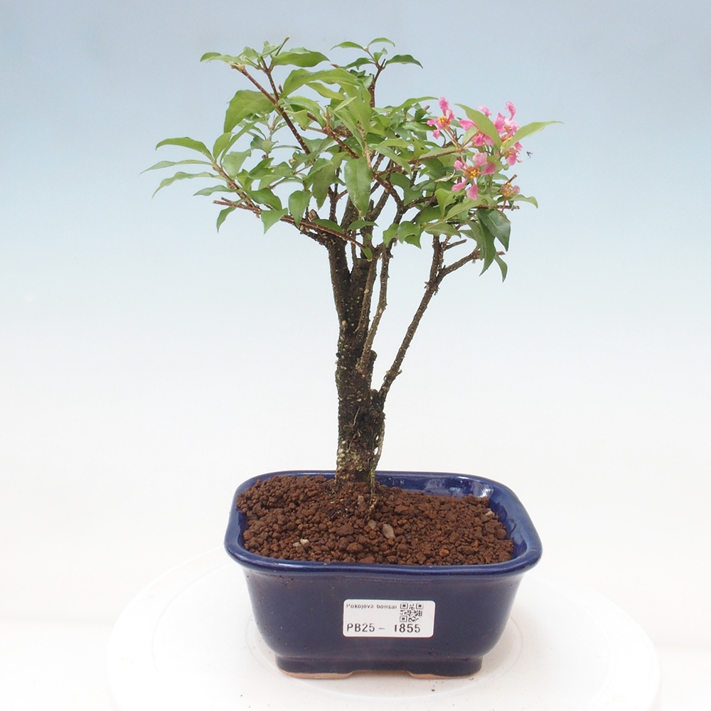 Zimmerbonsai - Malpighia coccigera - Barbdor-Kirsche