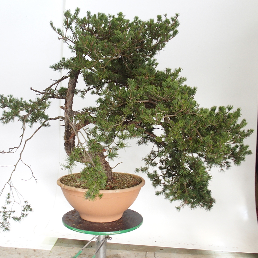 Yamadori - Pinus sylvestris Spanien