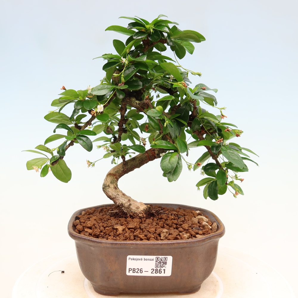 Zimmer-Bonsai - Carmona macrophylla - Tee-Fuki