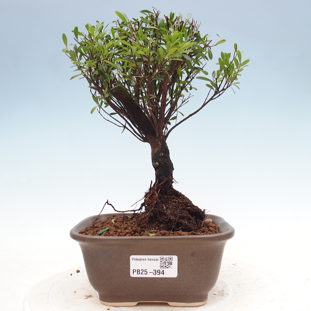 Zimmer Bonsai - Syzygium - Pimentovník