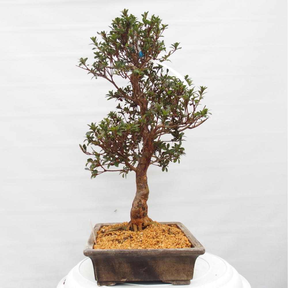 Bonsai für draußen - Japanische Azalee - Azalee Hanatsuzuri