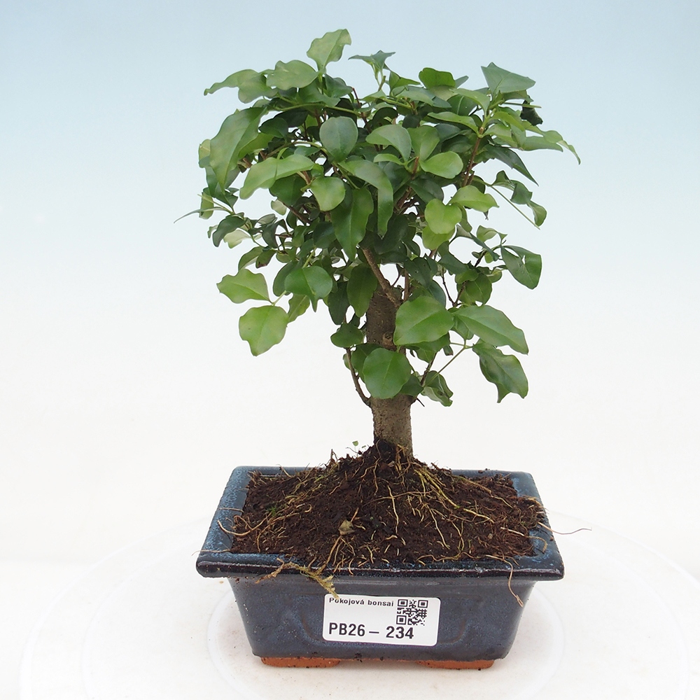 Zimmer Bonsai -Ligustrum chinensis - Vogelschnabel