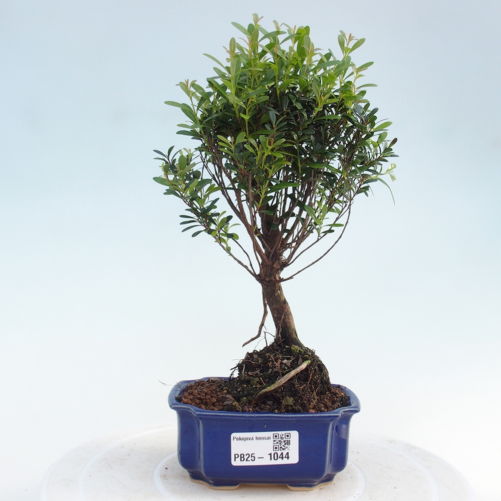 Zimmer Bonsai - Syzygium - Pimentovník