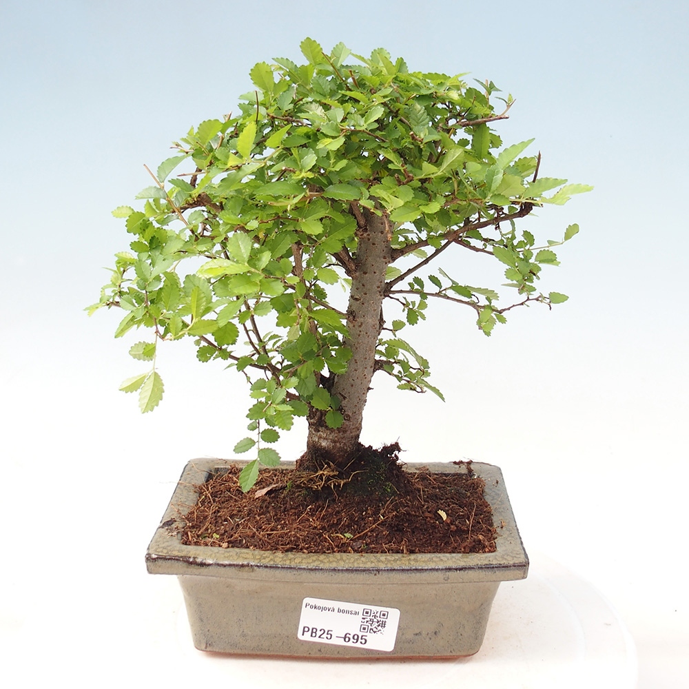 Zimmerbonsai - Ulmus parvifolia - Kleinblättrige Ulme
