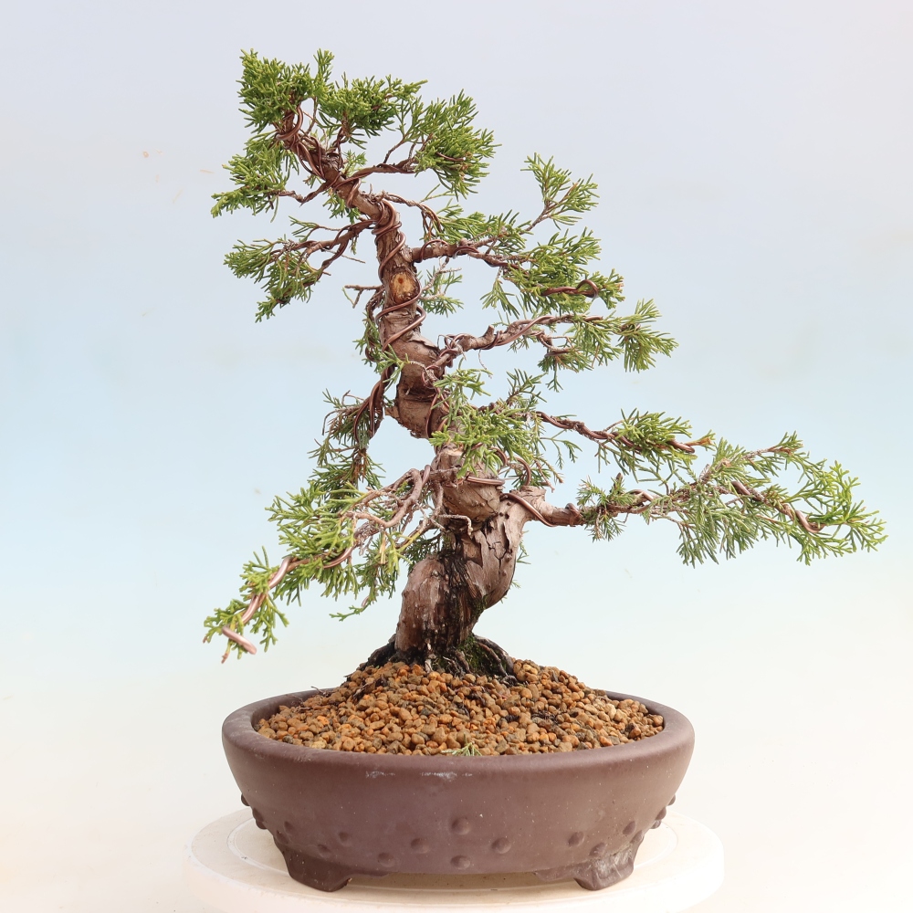 Bonsai für draußen - Juniperus chinensis Itoigawa-Juniperus chinensis