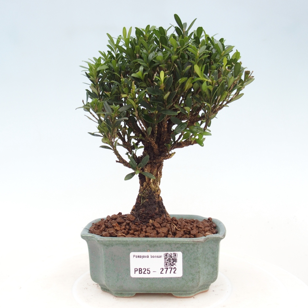 Zimmer Bonsai - Buxus harlandii - Kork Buchsbaum