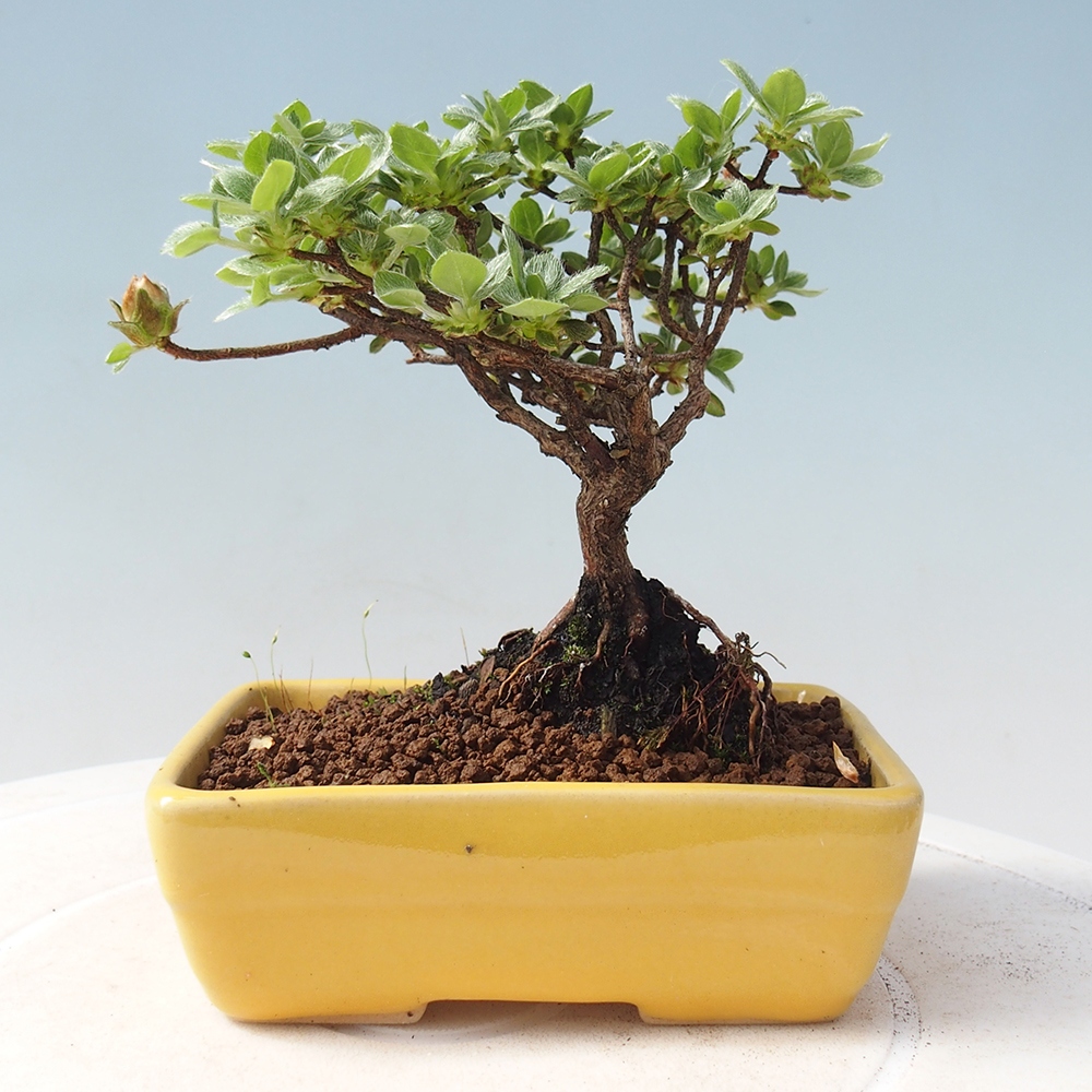 Outdoor-Bonsai - Rododendron indicum - Japanische Azalee
