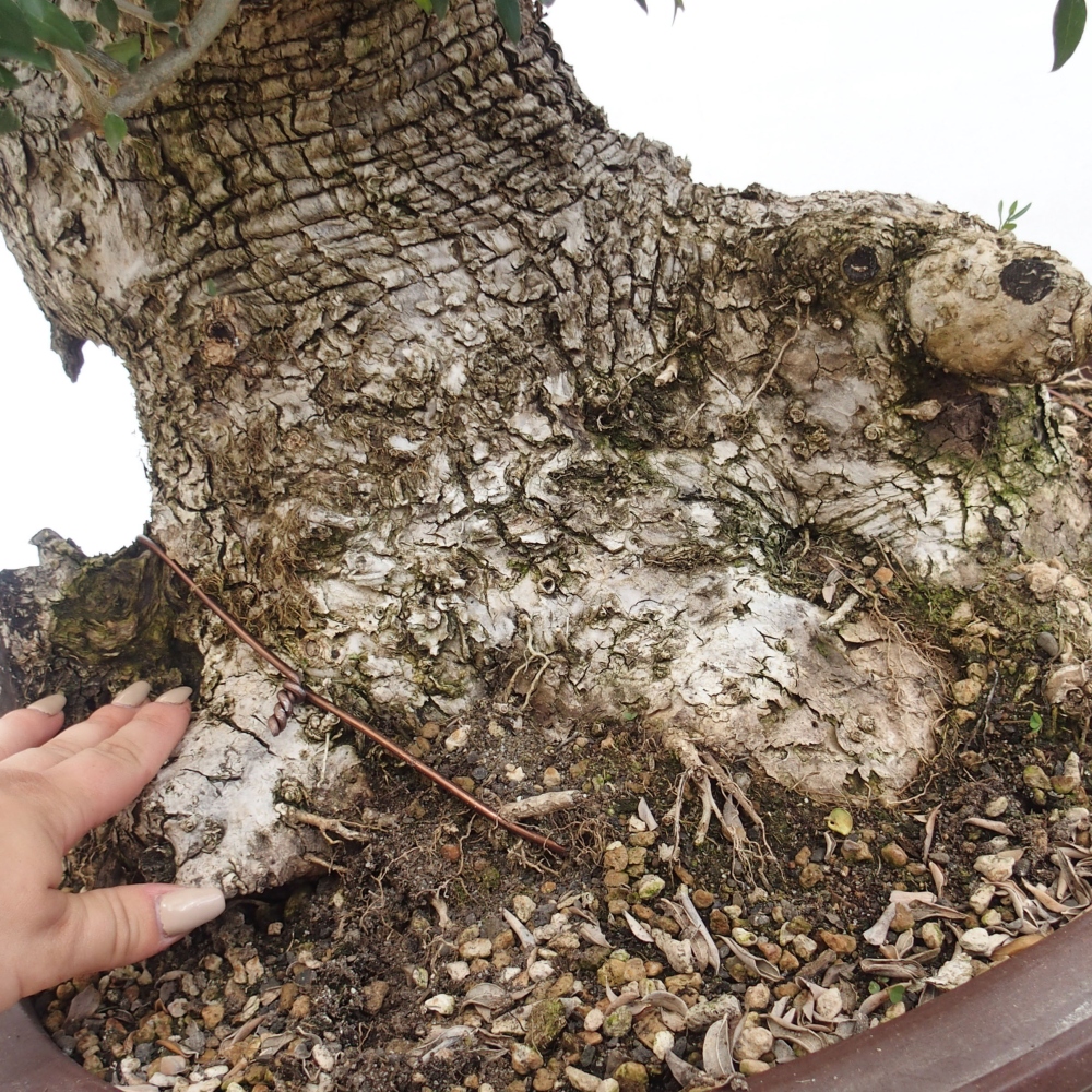 Indoor-Bonsai - Olea europaea sylvestris - Europäisches kleinblättriges Olivenöl