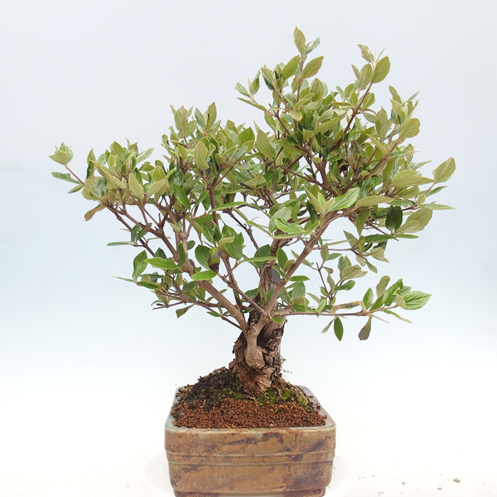 Outdoor-Bonsai-Kalina Bodnanská - Viburum carlesii