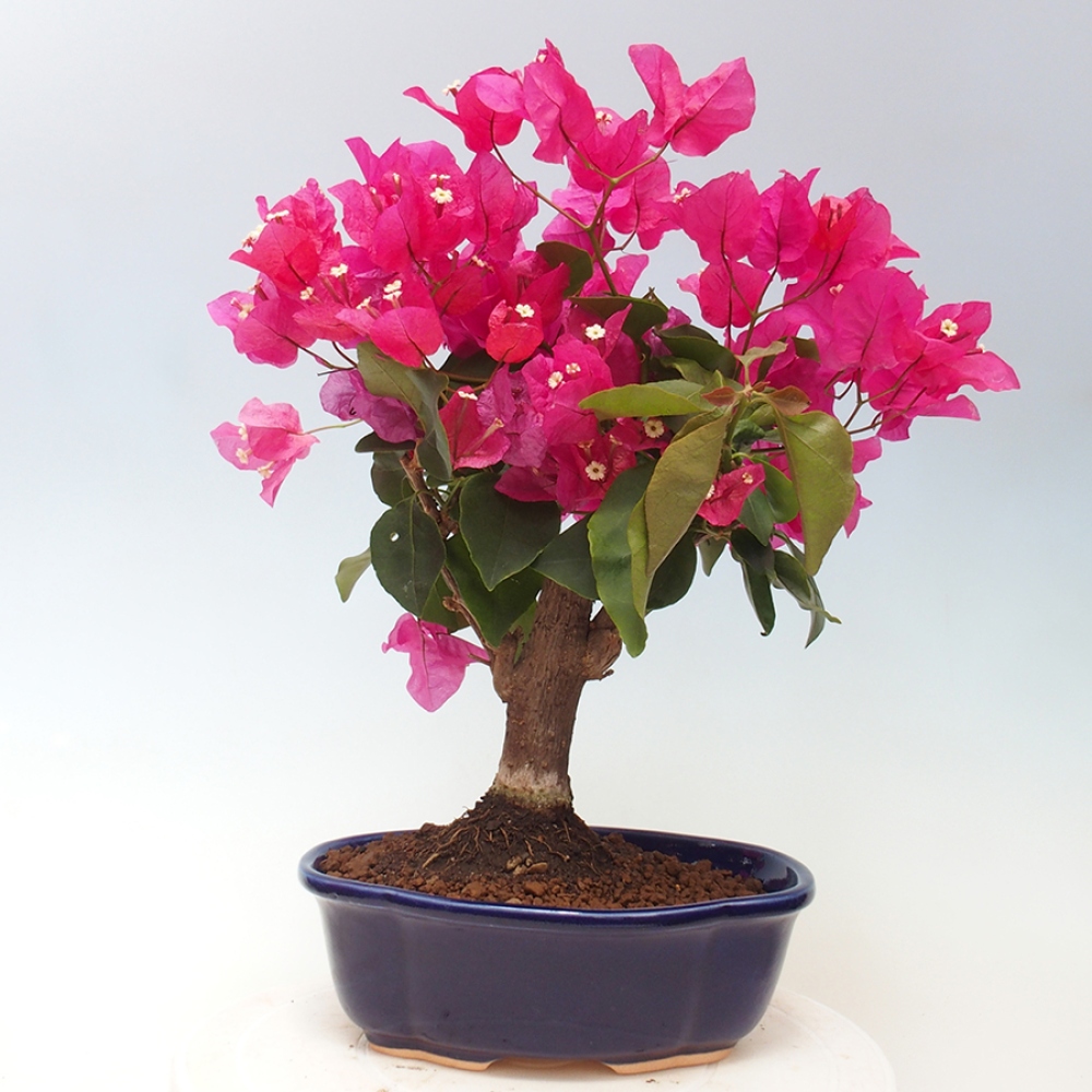 Indoor Bonsai - Bouganwilea