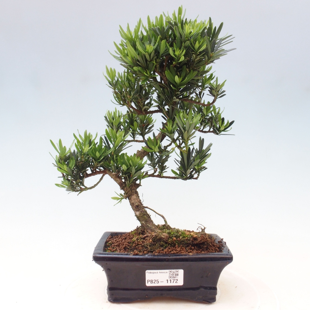 Indoor-Bonsai - Podocarpus - Stein tausend