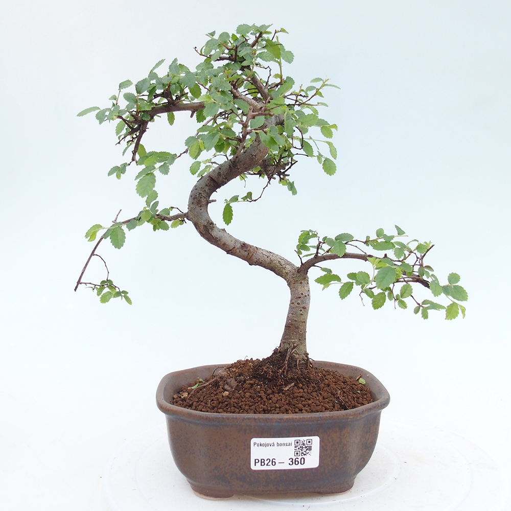 Zimmerbonsai - Ulmus parvifolia - Kleinblättrige Ulme