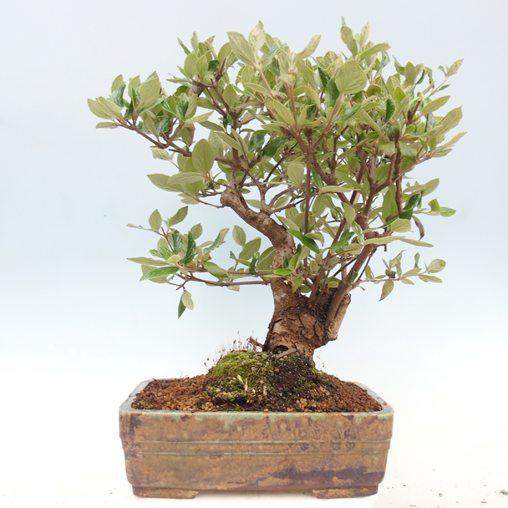 Outdoor-Bonsai-Kalina Bodnanská - Viburum carlesii