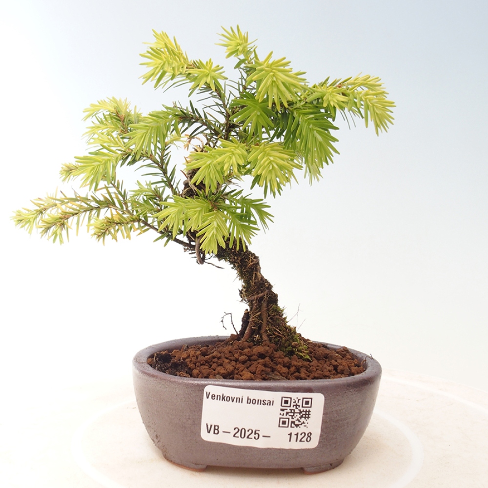 Bonsai im Freien - Tsuga canadensis - Hemlocktanne