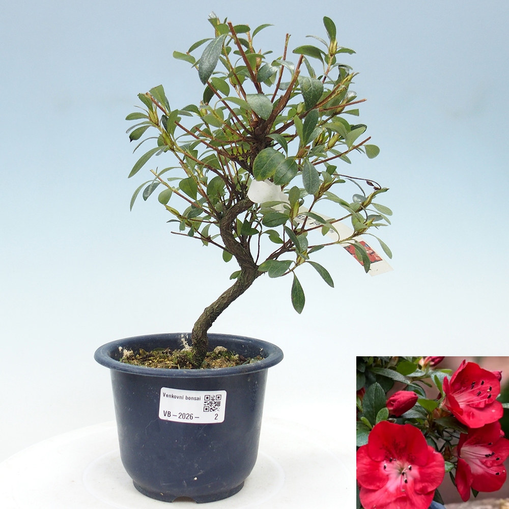 Bonsai für draußen - Japanische Azalee - Azalea Benibeni