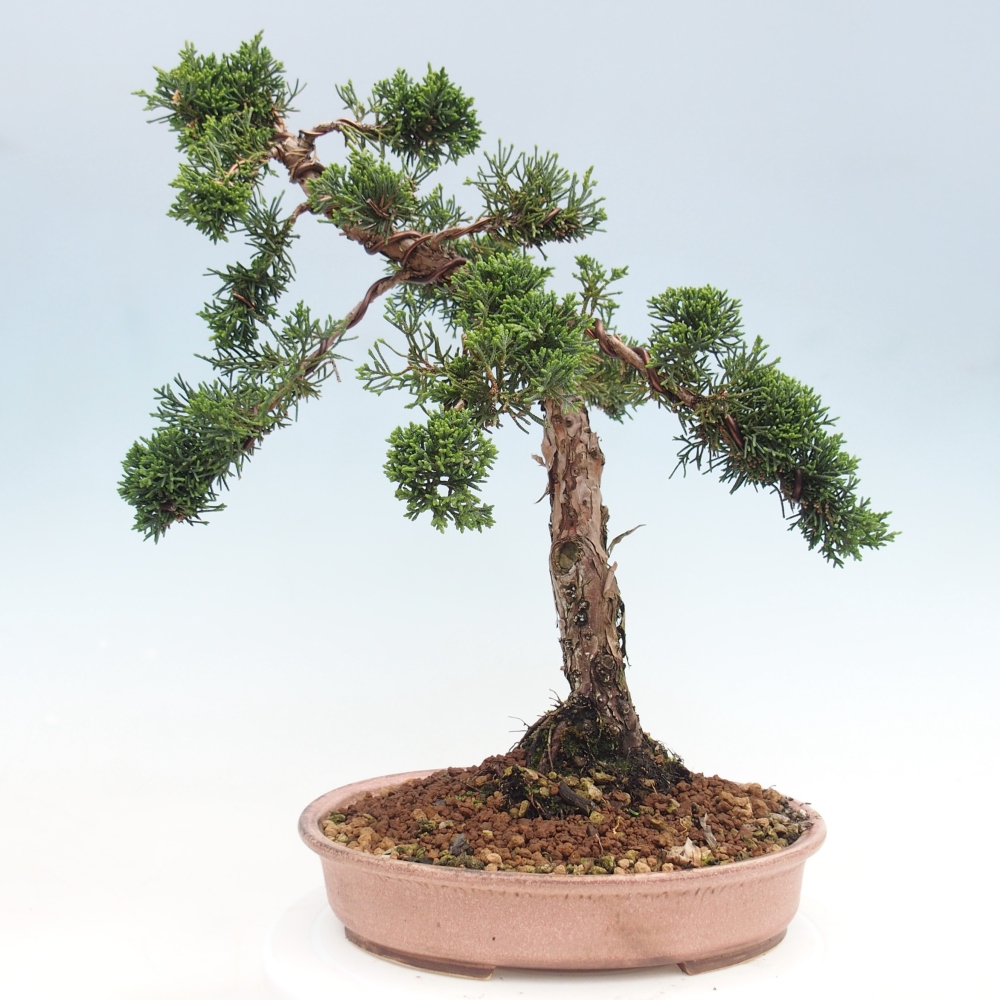 Outdoor-Bonsai - Juniperus chinensis Kishu - Chinesischer Wacholder