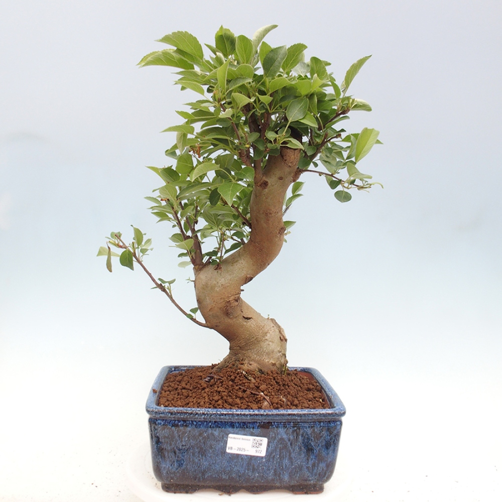 Bonsai im Freien - Malus halliana - Kleinfruchtiger Apfelbaum
