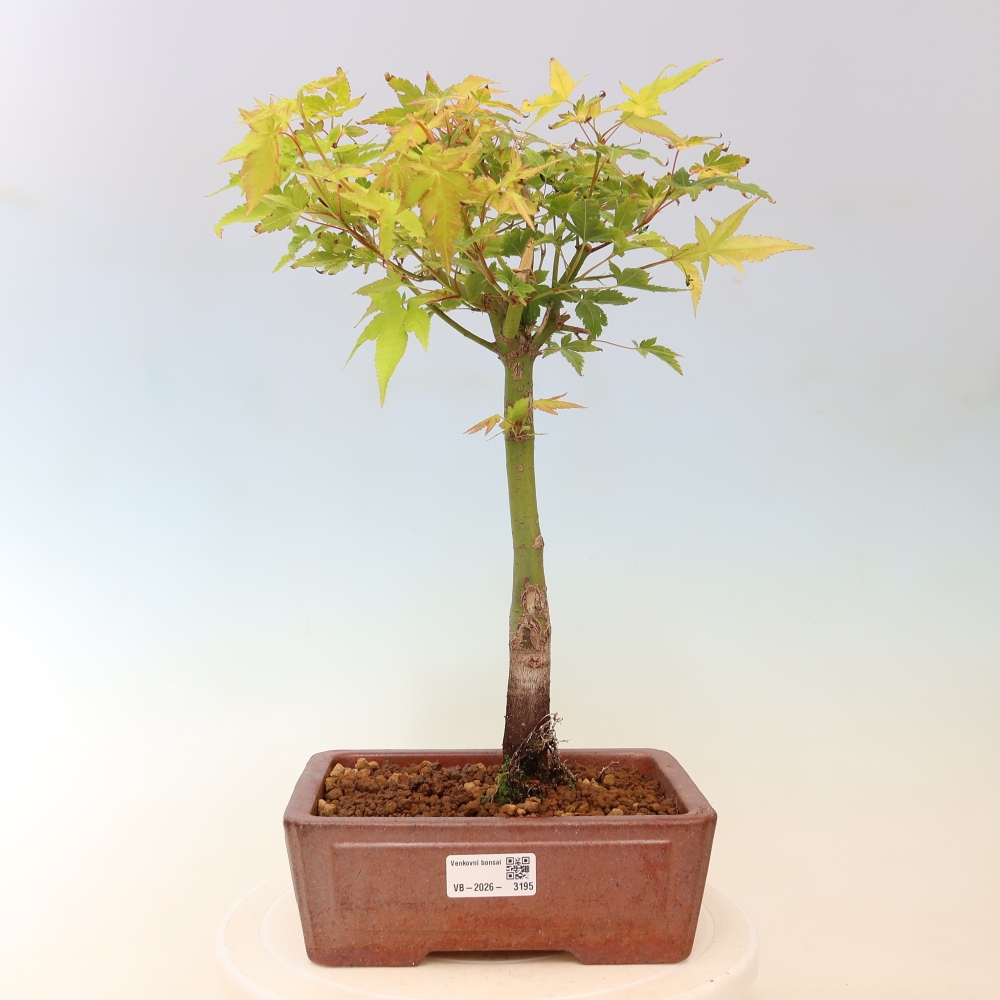Acer palmatum Aureum - Goldahorn