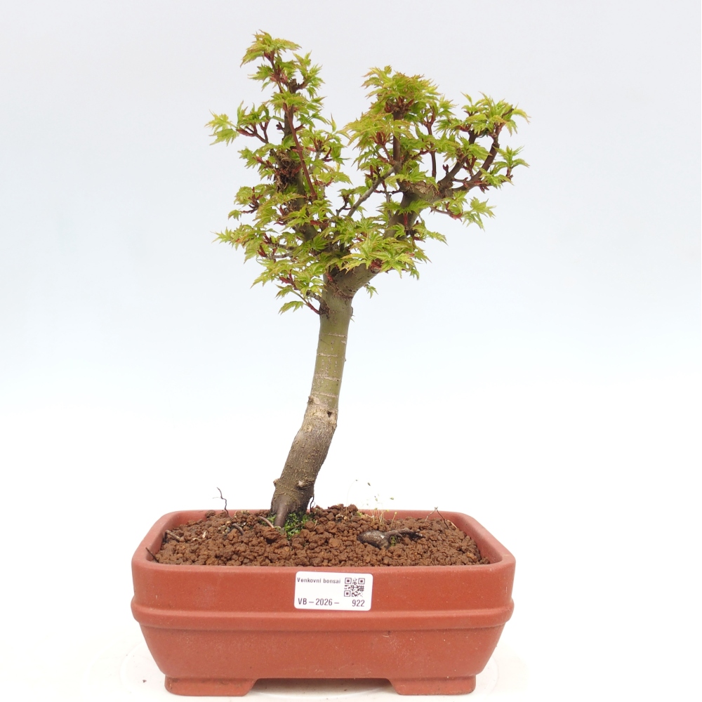 Bonsai für draußen -Javor-Palme Acer palmatum Shishigashira