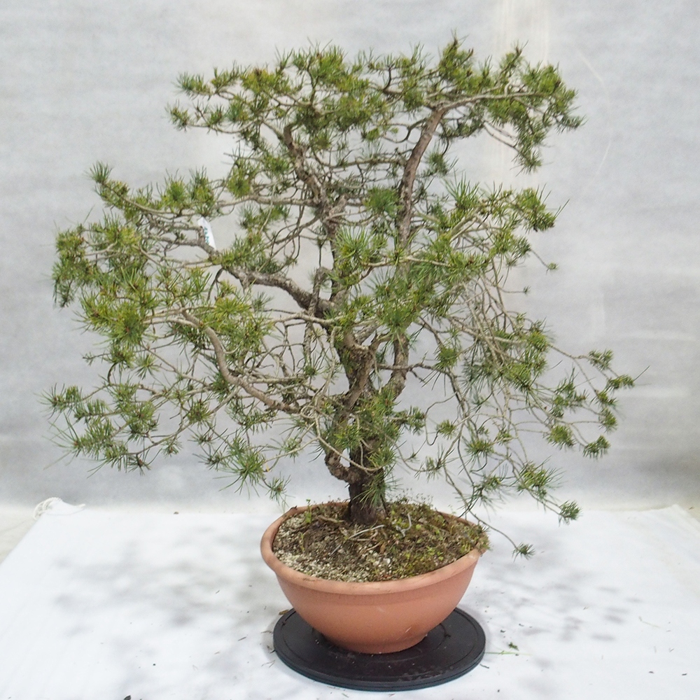 Yamadori - Pinus sylvestris 