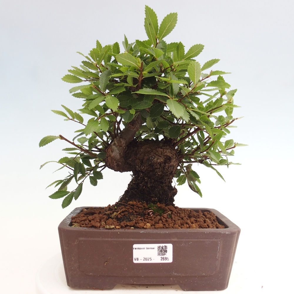 Bonsai im Freien - Zelkova - Zelkova NIRE