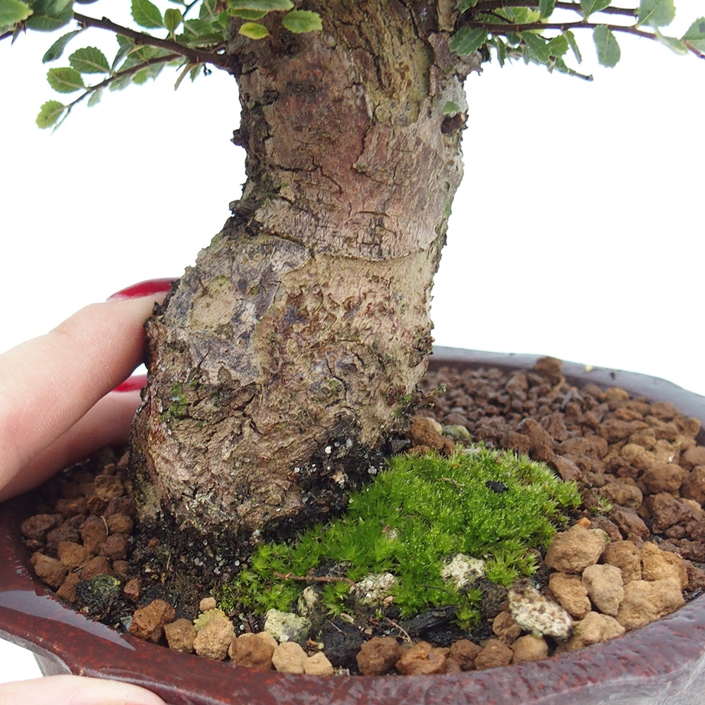 Bonsai im Freien - Ulmus parvifolia Hokkaido - Chinesische Ulme