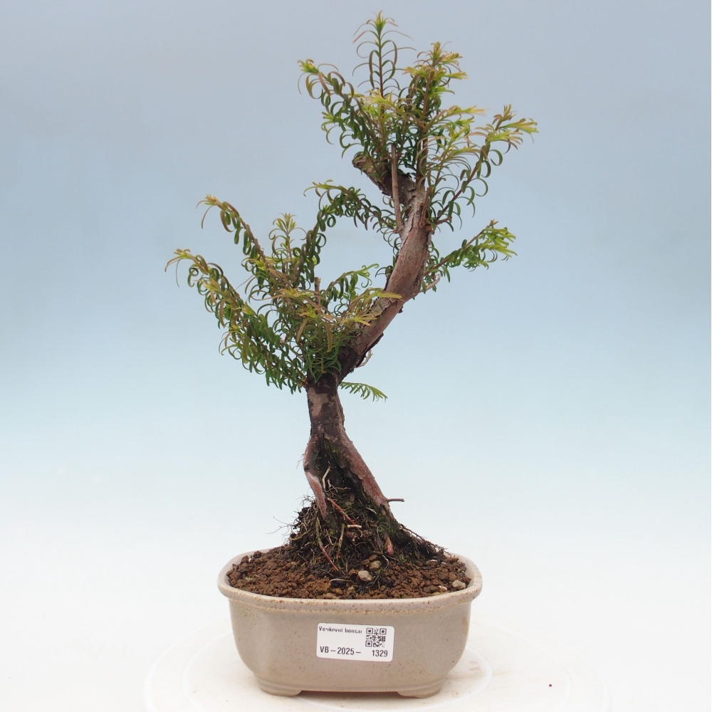 Bonsai im Freien - Metasequoia glyptostroboides - Chinesischer Metasequoia